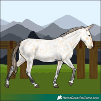 Horse Color:Buckskin Roan Appaloosa 