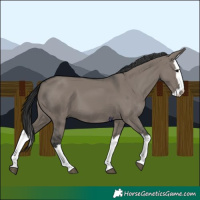 Horse Color:Grullo Splash 