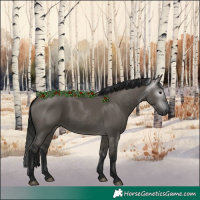 Horse Color:Gray Grullo