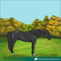 Horse Color:Black 
