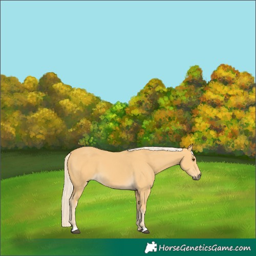 Horse Color:Palomino 