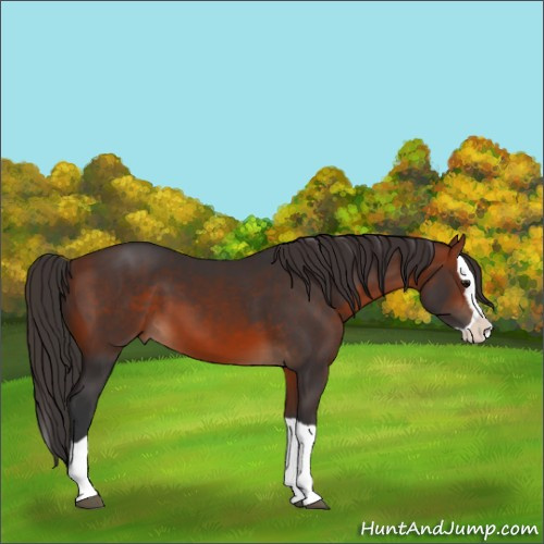 Horse Color:Bay Splash 