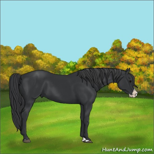 Horse Color:Black Splash 