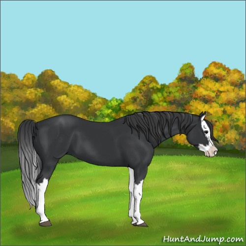 Horse Color:Black Splash 