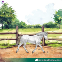 Horse Color:Bay Snowflake Varnish
