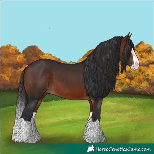 Horse Color:Bay Splash 