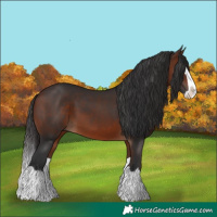 Horse Color:Bay Splash 