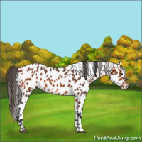 Horse Color:Bay Appaloosa