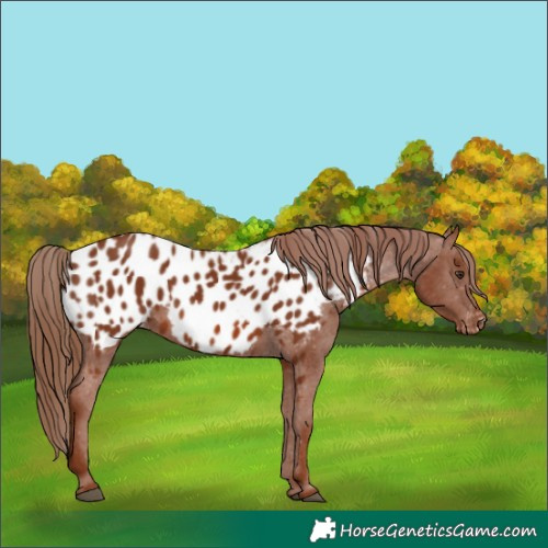 Horse Color:Chestnut Appaloosa 