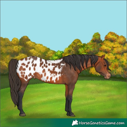 Horse Color:Bay Appaloosa 