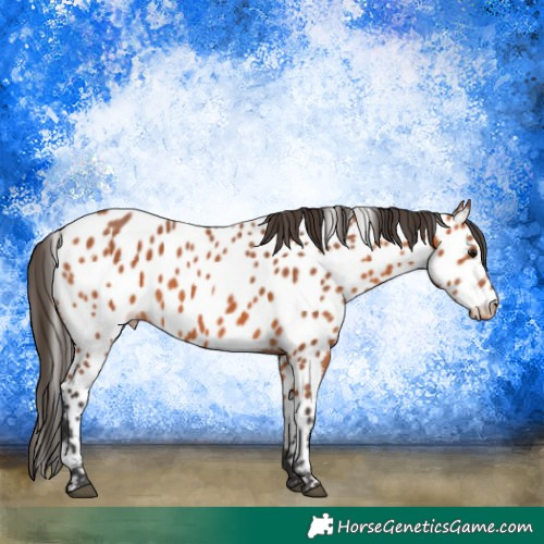 Horse Color:Bay Appaloosa