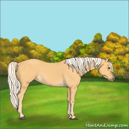 Horse Color:Palomino 