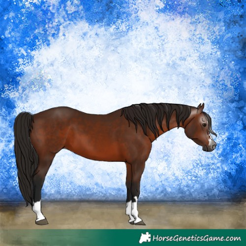 Horse Color:Gray Bay