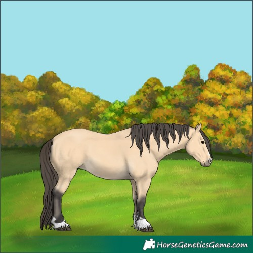 Horse Color:Buckskin 