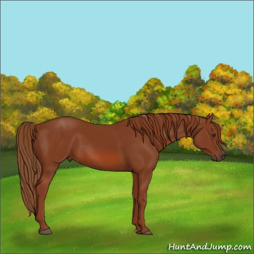 Horse Color:Chestnut 