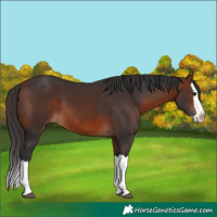 Horse Color:Bay Splash 