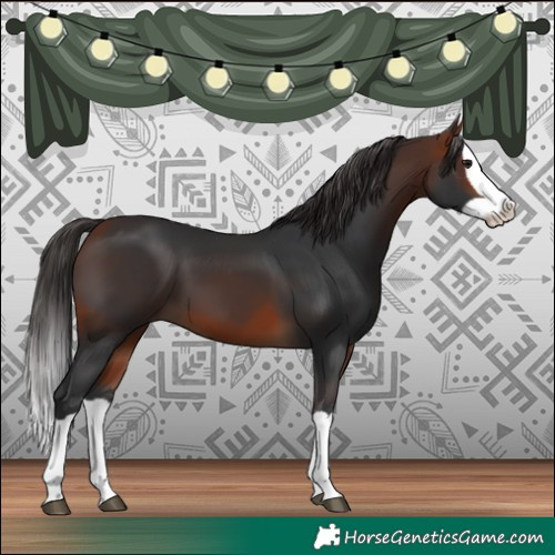 Horse Color:Bay Splash