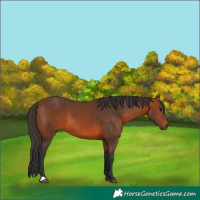 Horse Color:Bay 