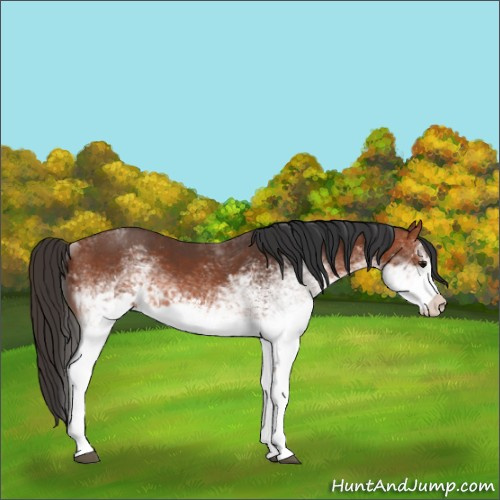Horse Color:White Spotted Bay 
