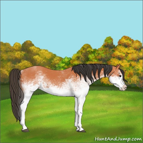 Horse Color:White Spotted Bay 