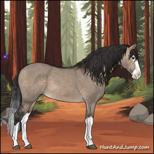 Horse Color:Brown Dun Splash
