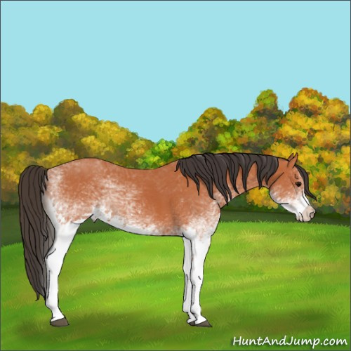 Horse Color:White Spotted Bay 