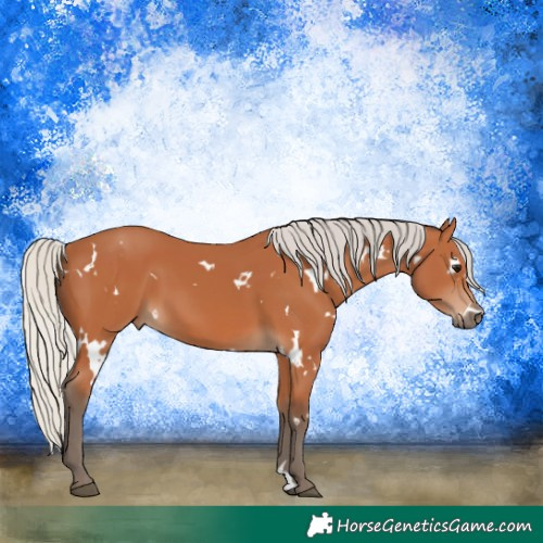 Horse Color:White Spotted Silver Bay 