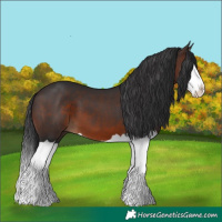 Horse Color:Brown Splash