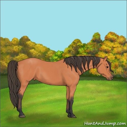 Horse Color:Bay 