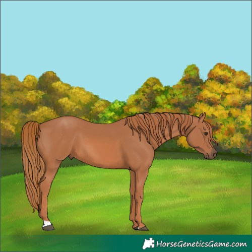 Horse Color:Chestnut 