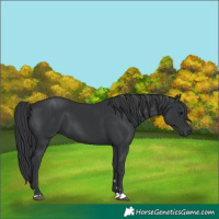 Horse Color:Black 