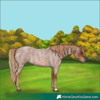Horse Color:Red Roan