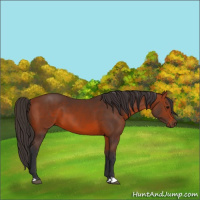 Horse Color:Bay 