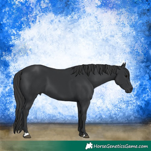 Horse Color:Black 