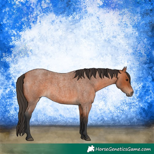 Horse Color:Bay Roan 