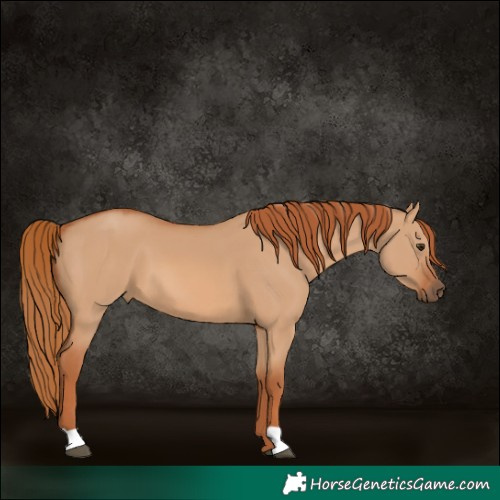 Horse Color:Red Dun 
