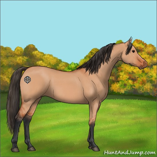 Horse Color:Bay Dun