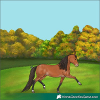 Horse Color:Bay 