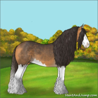 Horse Color:Buckskin Splash 