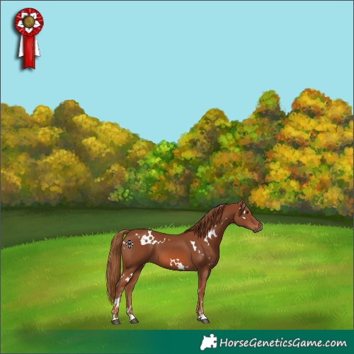 Horse Color:White Spotted Chestnut 