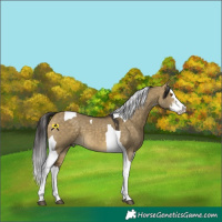 Horse Color:Buckskin Dun Sabino Splash Tobiano