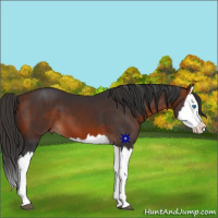 Horse Color:Bay Splash 