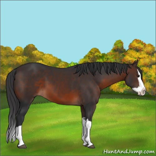 Horse Color:Brown Splash 