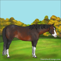 Horse Color:Brown Splash