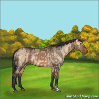 Horse Color:Bay Dun  and Bay Dun 