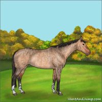 Horse Color:Bay Dun  and Bay Dun Rabicano 