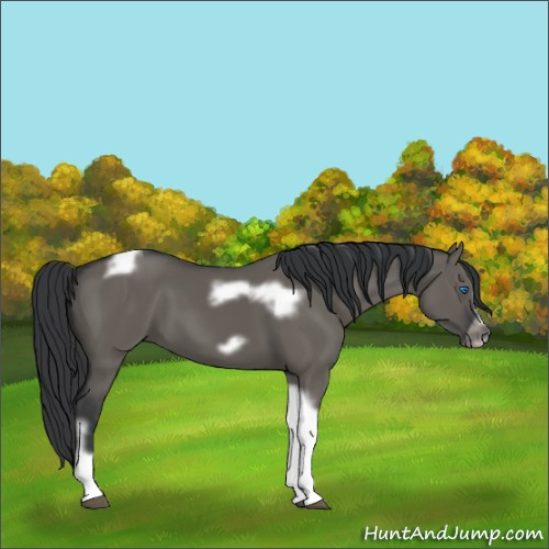 Horse Color:Grullo Tobiano Frame 