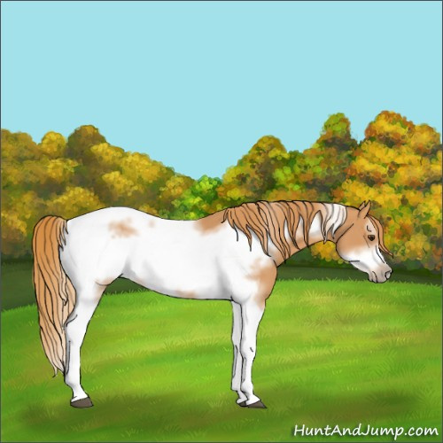 Horse Color:Chestnut Tobiano Frame