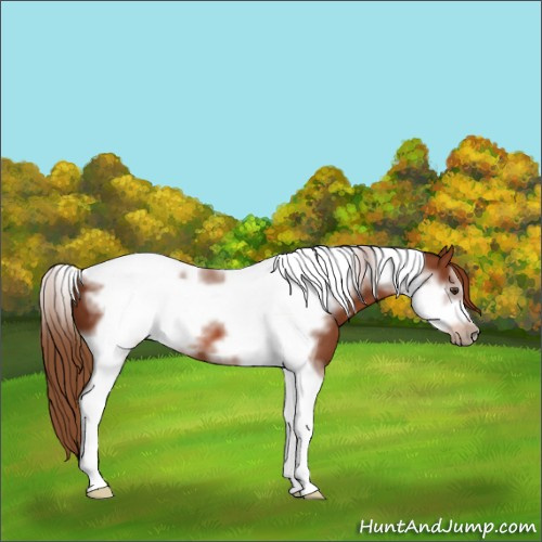 Horse Color:Chestnut Tobiano Frame 