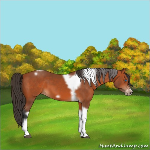 Horse Color:Bay Tobiano Frame